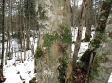 Lobaria-pulmonaria_3